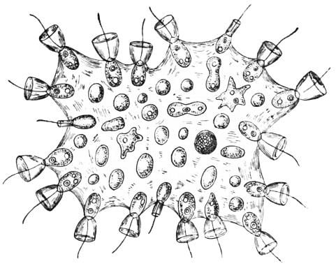 Proterospongia Proterospongia simple multicellular sciencebiology