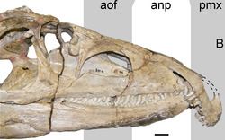 Proterosuchus Proterosuchus Wikipedia