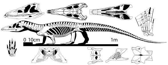 Proterosuchus Proterosuchus Chasmatosaurus Archosaurus Teyujagua and Sarmatosucbus