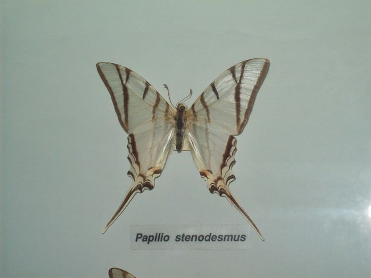 Protesilaus (butterfly) httpsuploadwikimediaorgwikipediacommonscc