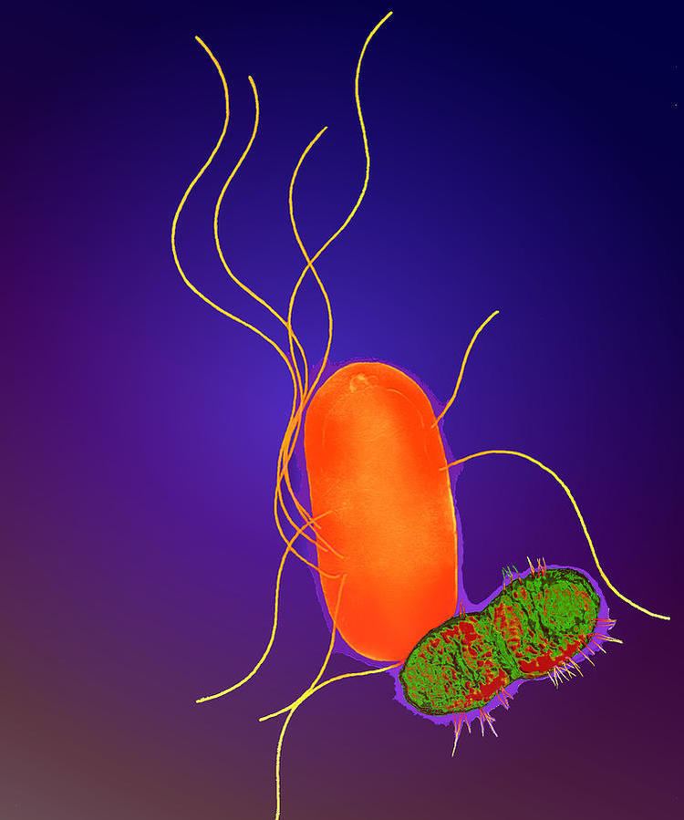 Proteus (bacterium) Proteus Bacteria Photograph by Dr Linda Stannard Uct