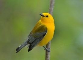 Prothonotary warbler Prothonotary Warbler Identification All About Birds Cornell Lab