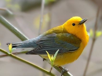 Prothonotary warbler Prothonotary Warbler Identification All About Birds Cornell Lab