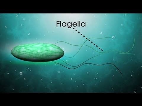 Protist What Is A Protist YouTube