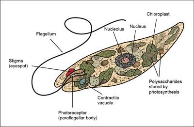 Protist Plantlike Protists