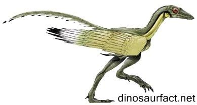 Protoavis Protoavis dinosaur