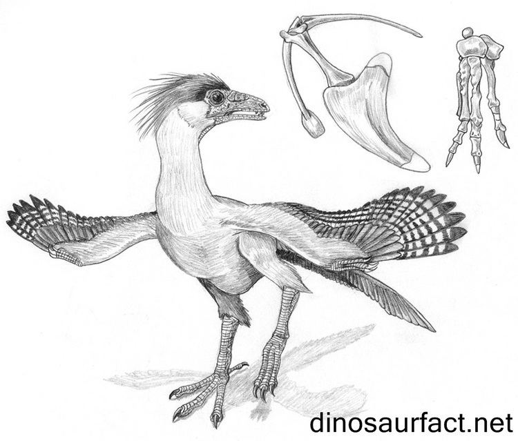 Protoavis Protoavis dinosaur