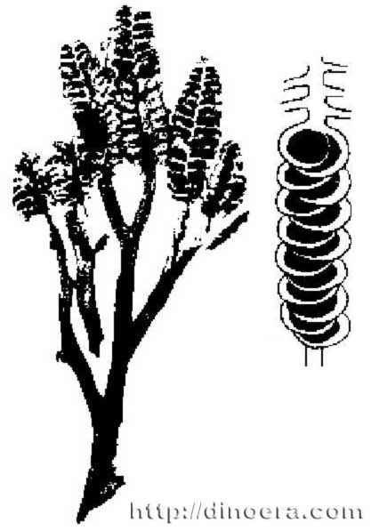 Protobarinophyton dinoeracomsitesdefaultfilesprotobarinophyton