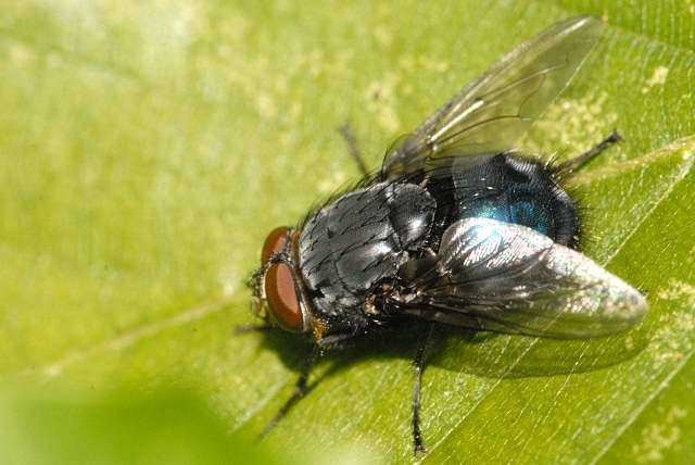 Protocalliphora FileProtocalliphoraazurealindseyjpg Wikimedia Commons