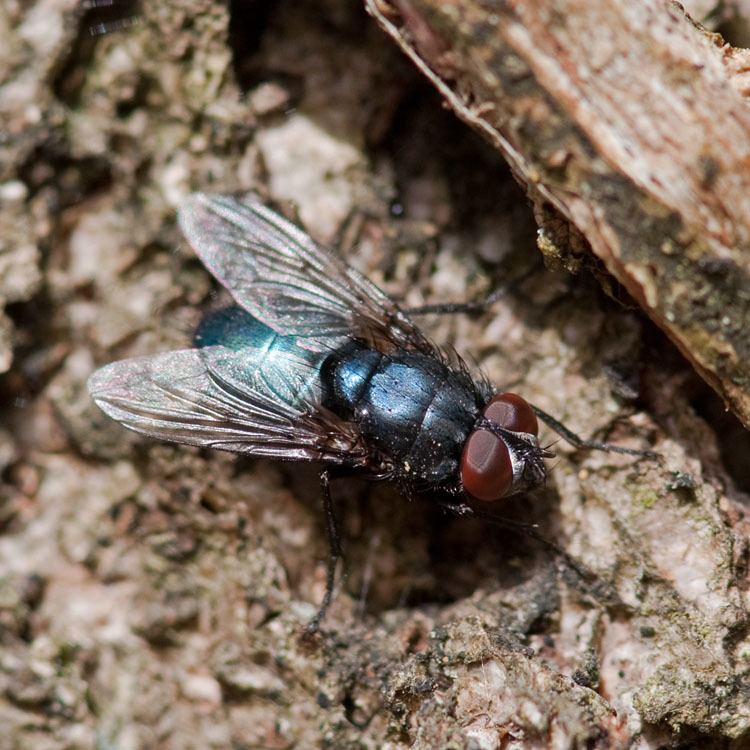 Protocalliphora Dipterainfo Discussion Forum Calliphoridae from Dutch dunes