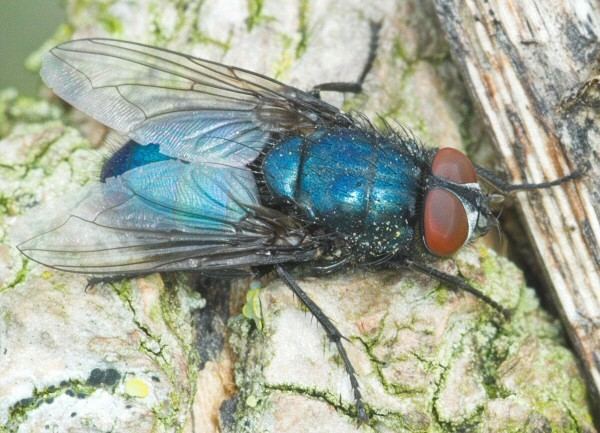 Protocalliphora Dipterainfo Discussion Forum Calliphoridae Protocalliphora azurea