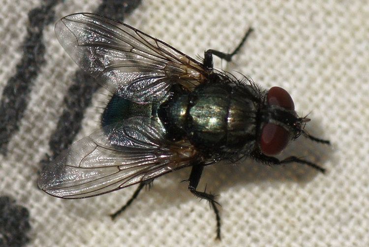 Protocalliphora Blowflies Calliphoridae