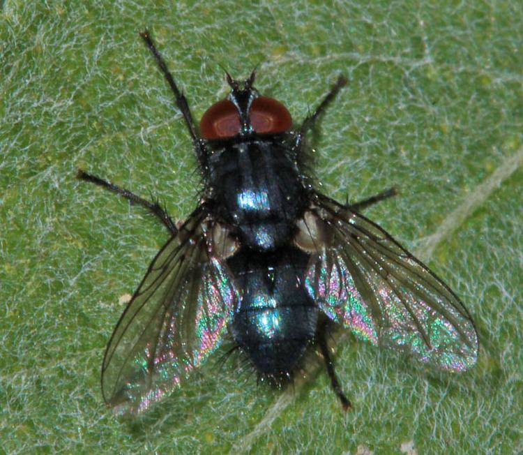 Protocalliphora Dipterainfo Discussion Forum Protocalliphora N Spain