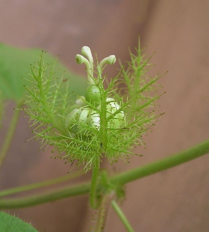 Protocarnivorous plant