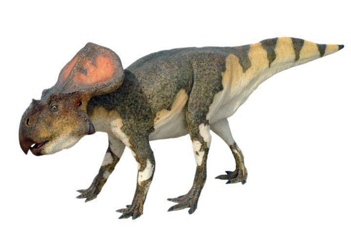 protoceratops toy