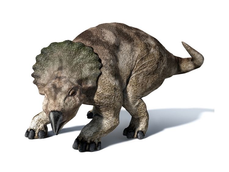 Protoceratops Protoceratops Fact Anatomy Behavior and Adaptation Extinct Animals