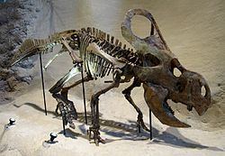 Protoceratops Protoceratops Wikipedia