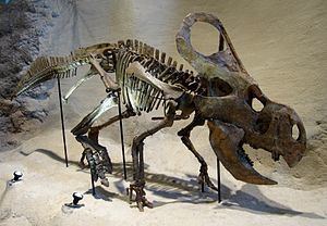 Protoceratopsid httpsuploadwikimediaorgwikipediacommonsthu