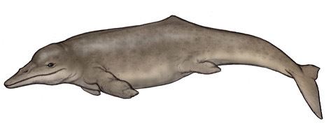 Protocetus EvolutionofwhalesAndDolphins