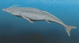 Protocetus Protocetus atavus