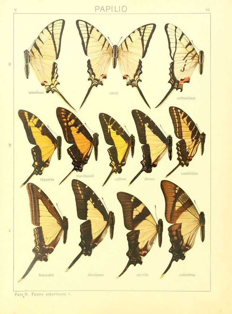 Protographium dioxippus