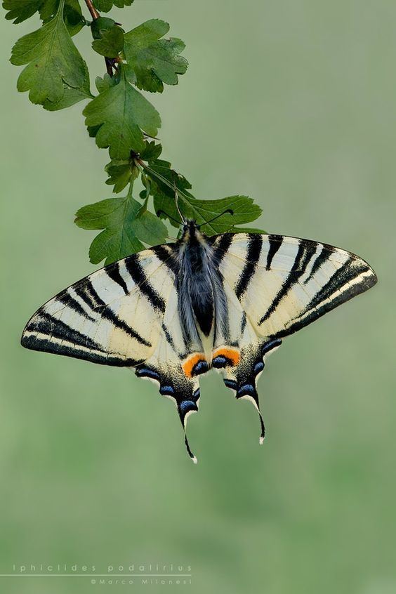 Protographium marcellus Zebra Swallowtail butterfly Protographium marcellus eastern US