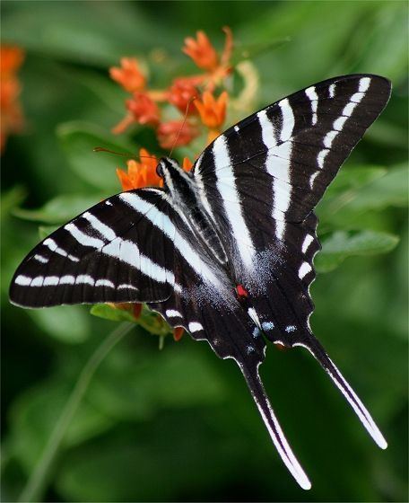 Protographium marcellus Zebra Swallowtail butterfly Protographium marcellus Southeastern