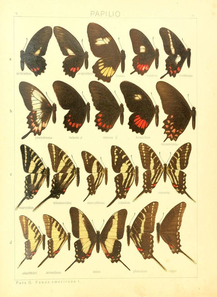 Protographium zonaria