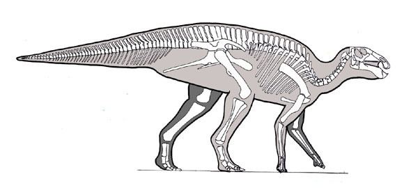 Protohadros Protohadros skeleton small sJPG 600270 Dinosaur skeletal