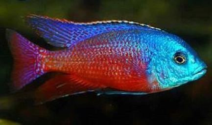 Protomelas taeniolatus Protomelas taeniolatus Super Red Empress Tropical Fish Masters