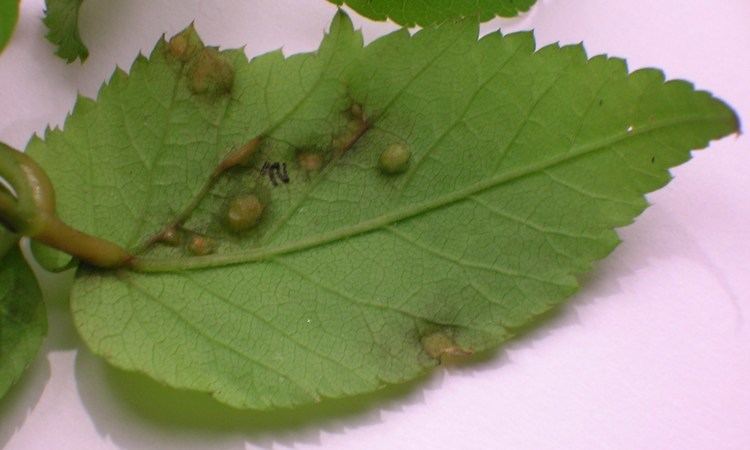 Protomyces macrosporus FileProtomyces macrosporus on underside of Aegopodium podagraria