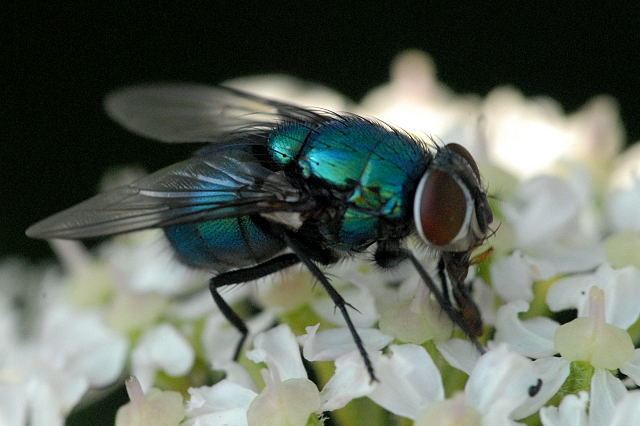 Protophormia terraenovae FileProtophormiaterraenovae2lindseyjpg Wikimedia Commons