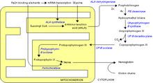 Protoporphyrinogen oxidase httpsuploadwikimediaorgwikipediacommonsthu