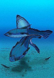 Protopteraspis httpsuploadwikimediaorgwikipediacommonsthu