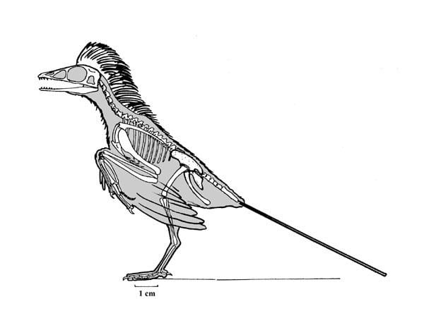 Protopteryx Untitled Document