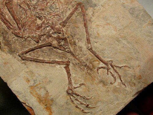 Protopteryx wwwfossilmuseumnetFossilPicturesBirdsProtopt