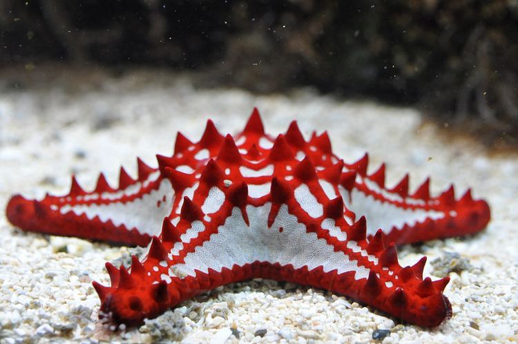 Protoreaster linckii Redknobbed Starfish Rode stekelster Protoreaster linckii Flickr
