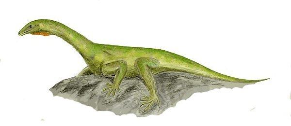 Protorosauria uploadwikimediaorgwikipediacommonsthumbeeb
