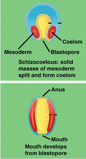 Protostome Quia AP Chapter 32 Intro to Animal Diversity detailed