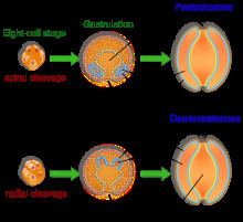 Protostome Protostome Wikipedia