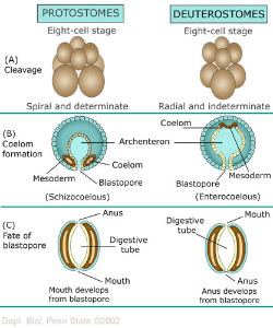 Protostome Animals III Pseudocoelomates and Protostome Coelomates