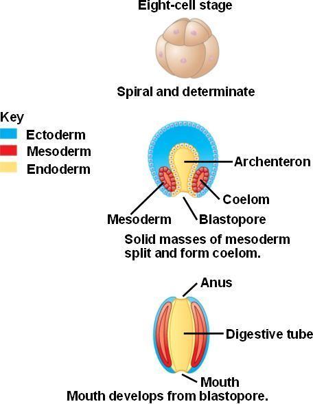 Protostome protostomehtml 3209ProtDevelopmentjpg