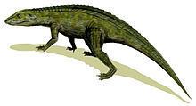 Protosuchus httpsuploadwikimediaorgwikipediacommonsthu