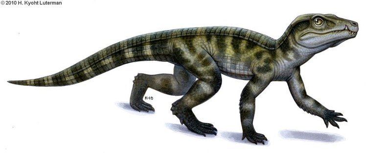 Protosuchus Protosuchus by kyoht on DeviantArt