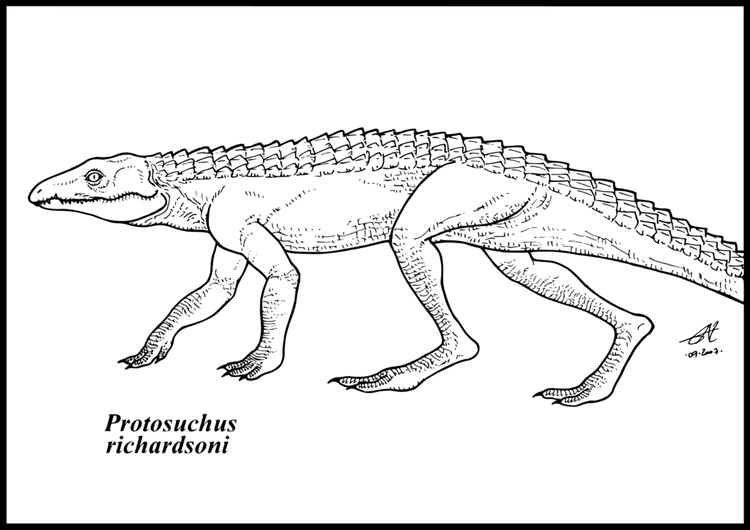 Protosuchus Protosuchus richardsoni by zakafreakarama on DeviantArt