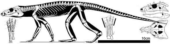 Protosuchus Protosuchus and Sichuanosuchus
