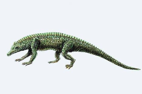Protosuchus Protosuchus Facts information about the extinct prehistoric