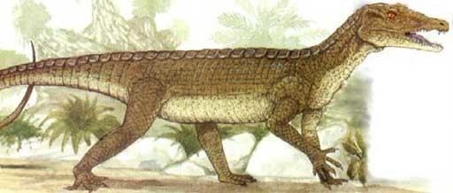 Protosuchus Protosuchus spp