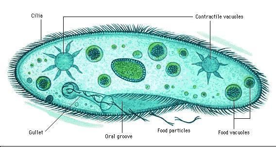 Protozoa 78 images about phylum Protozoa on Pinterest Other The o39jays