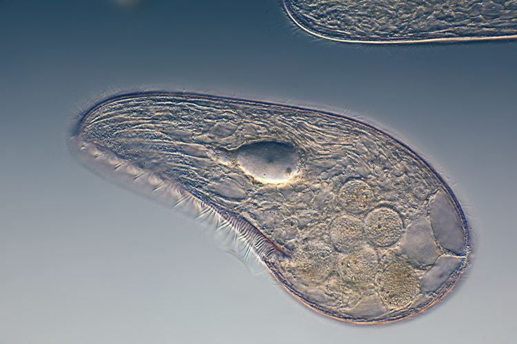 Protozoa httpsuploadwikimediaorgwikipediacommons22